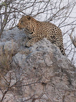 Leopard on Termite Mound