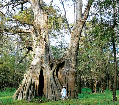 Cypress Tree Near St. Francisville