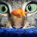 Big Cat, Little Goldfish