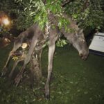 Drunk Moose in a Tree
