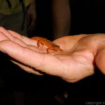 Salamander on Giants Nubble
