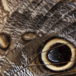 Owl Butterfly Wing Close-Up
